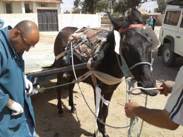 A SPANA vet examines harness wounds in Tunisia
