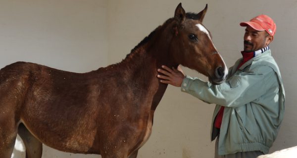 Man and a brown horse