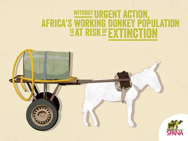 Infographics on africas working donkey population is at risk of extinction