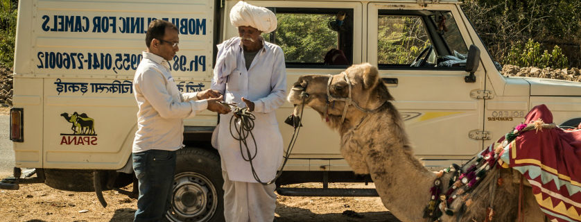 Treating a weak camel in Rajasthan | SPANA