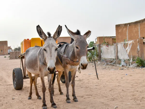 two donkeys stand harnessed to a trailer holding water cartons