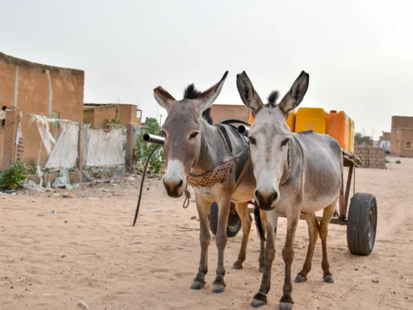 two donkeys stand harnessed to a trailer holding water cartons