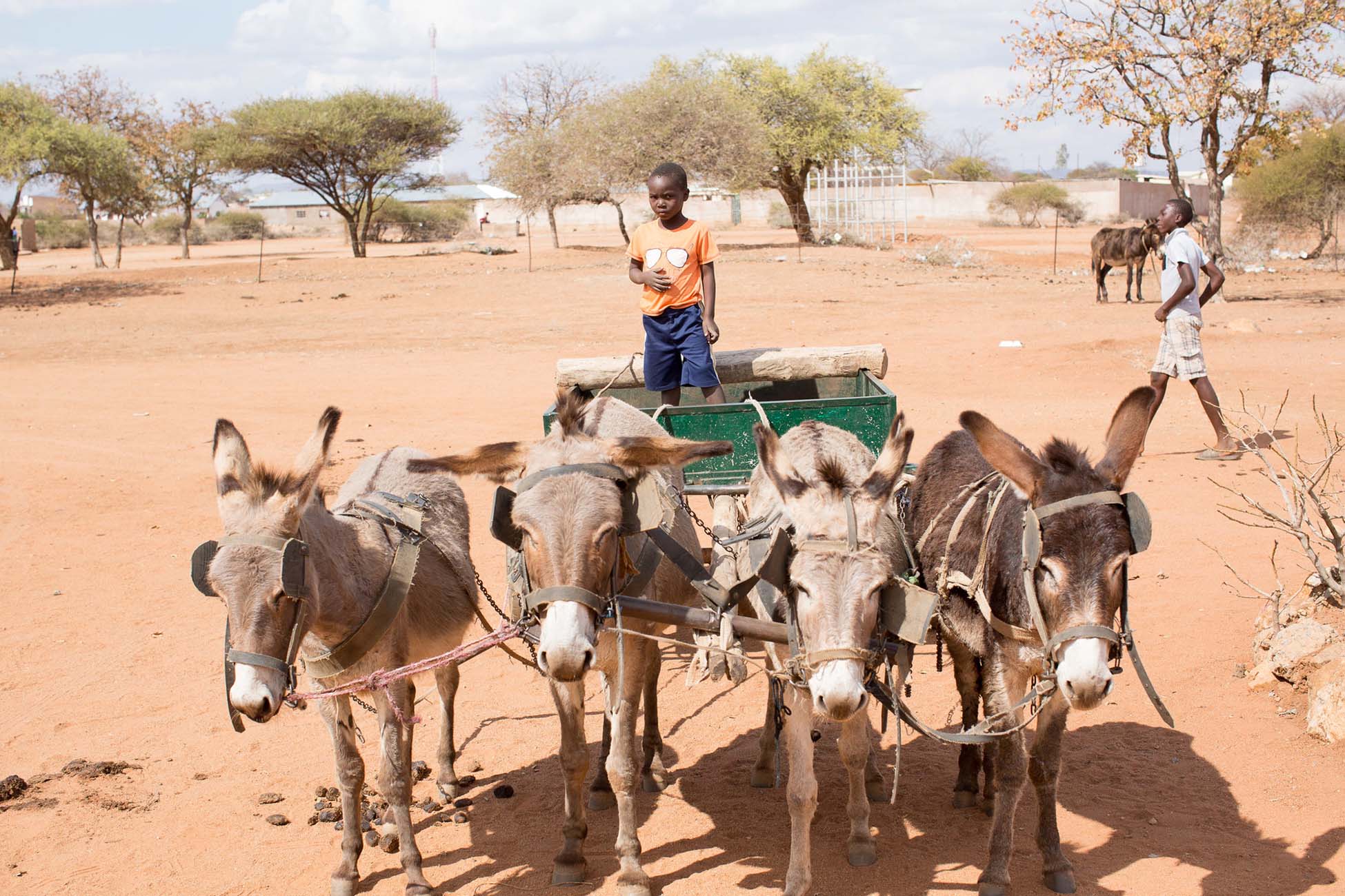 What Are Working Donkeys & What Jobs Do They Do?