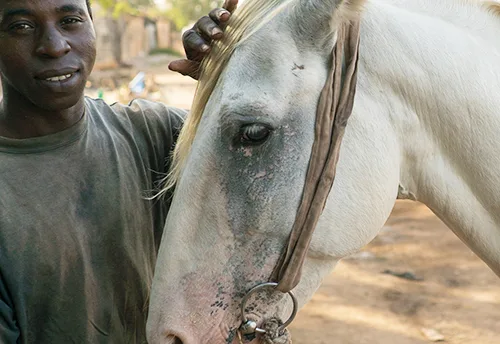 Dafijeh the white horse with his owner Kalifa