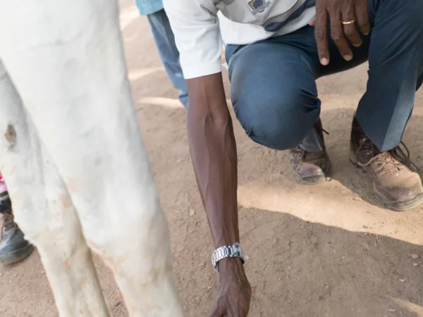 Examine of horse hoof