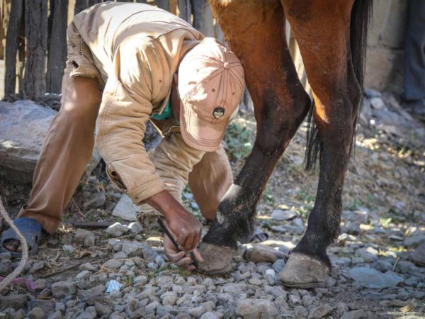 Sheno�s horses get new shoes SPANA