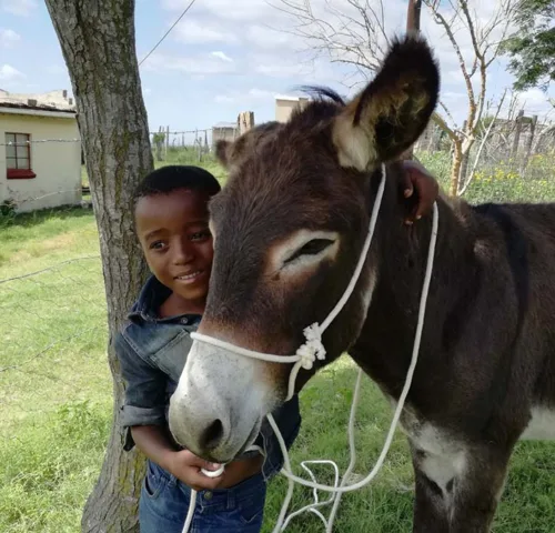 Donkey and young boy