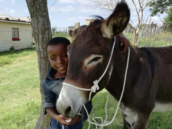 Donkey and young boy
