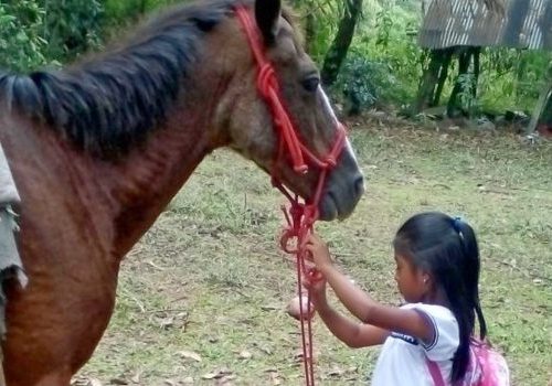 A child learns how to care for her horse in Costa Rica