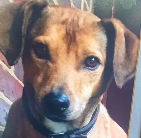 Brown dog looking in camera