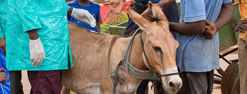 Mali mobile clinic treating a donkey