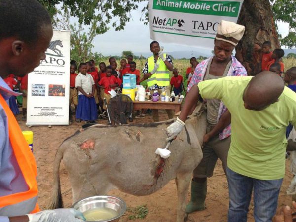 A-group-of-Tanzanian-children give donkeys water and learn about animal welfare