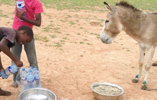 TAPO boys giving water to a working donkey