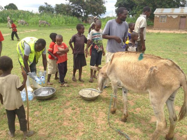TAPO-teaches-Tanzanian children about how to look after their donkeys