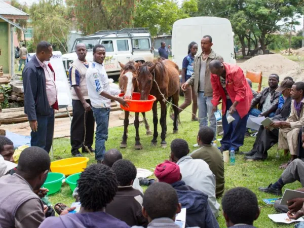 A group of people and horses drinking water