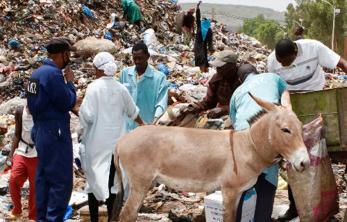 Bamako rubbish dump donkeys