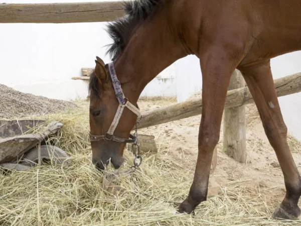 Brown horse eating hay