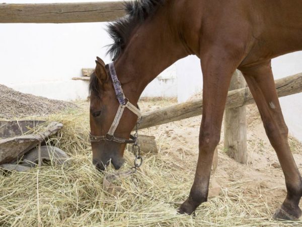 What Do Horses Eat Spana,Americano Recipe