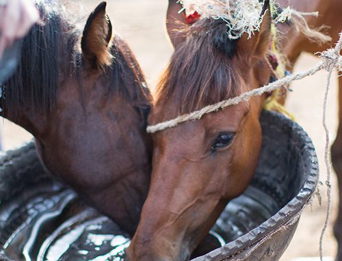 Horses in Ethiopia drinking water