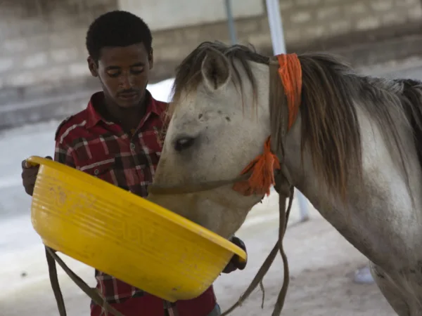 Man and a white horse drinking water