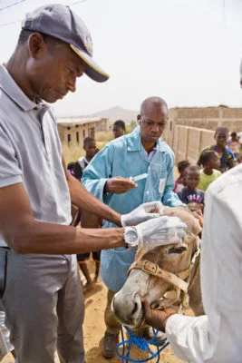 Men examining donkey