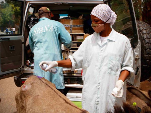 Mobile clinic vets treating donkey's back