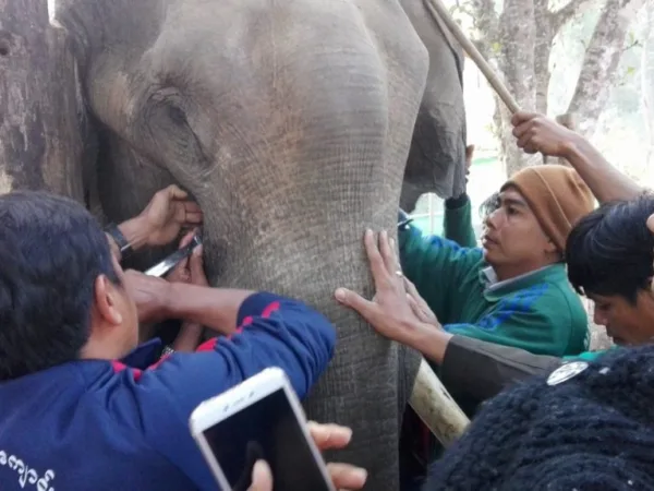 Three men treating elephant Ye