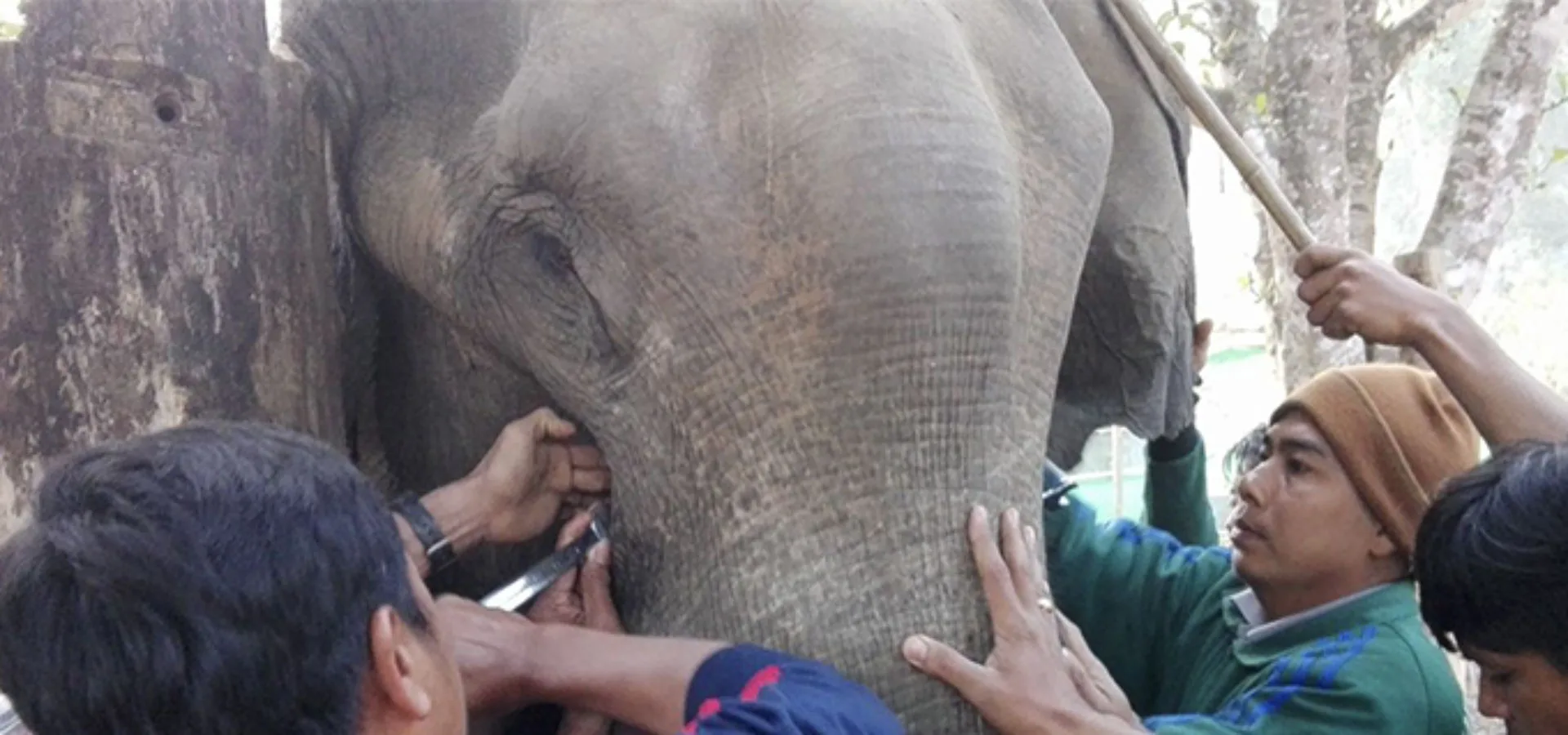 Three men treating elephant Ye