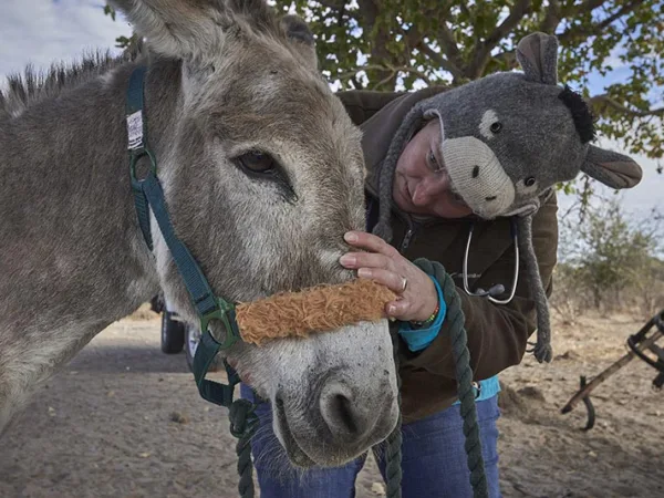 Vet treating working donkey Botswana