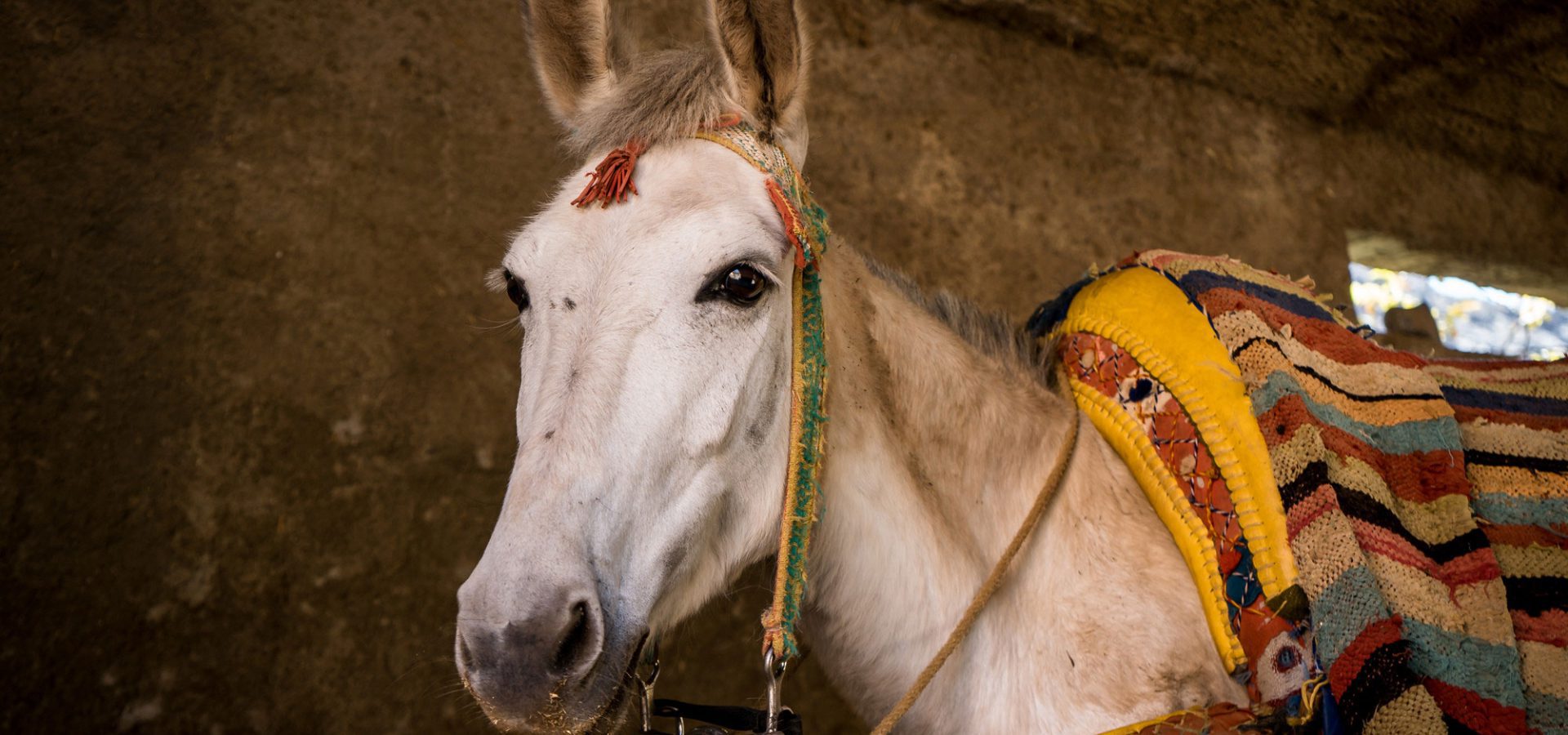 White Morocco horse