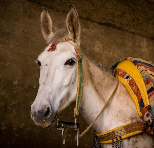 White Morocco horse