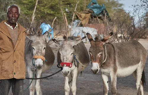 Man with his three donkeys