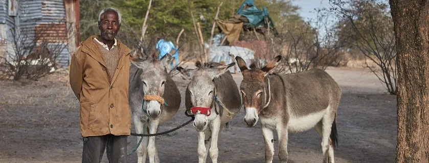 Man with his three donkeys