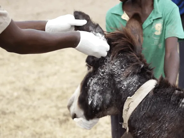 zawadi donkey receiving treatment from vet