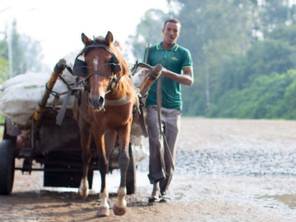 What are working horses? | SPANA