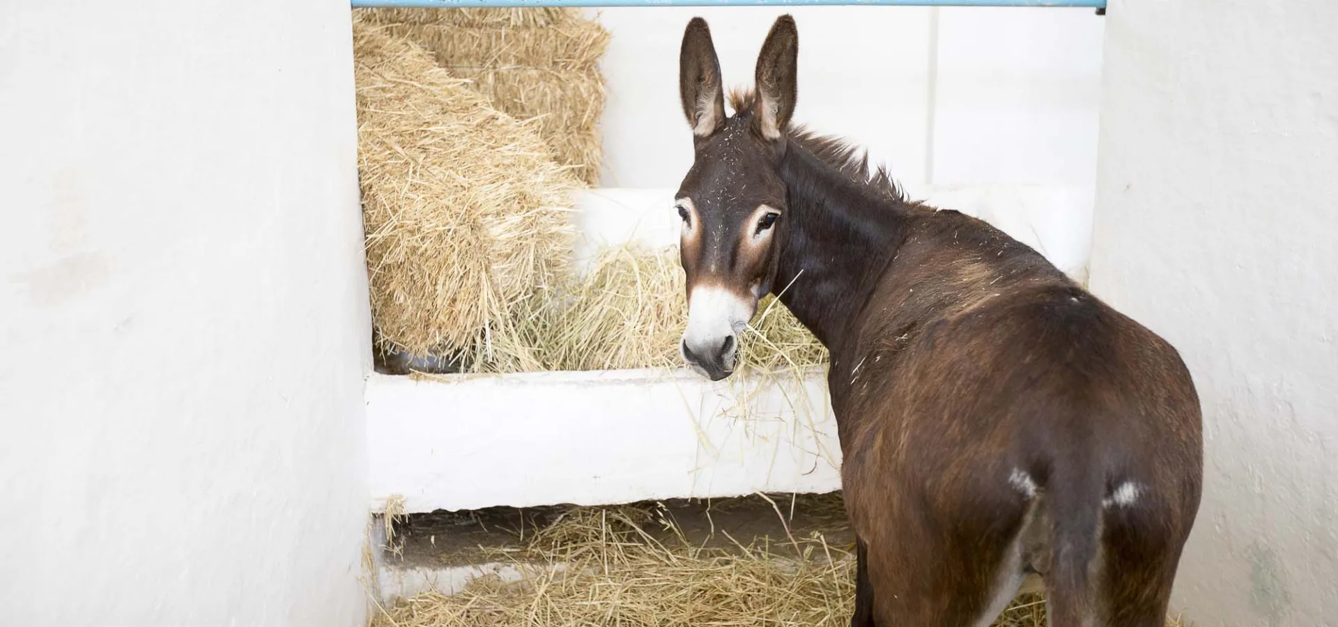 Brown donkey eating hay in stable