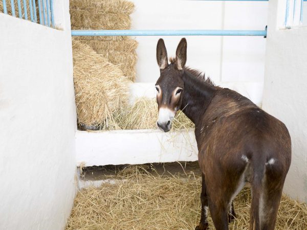 Brown donkey eating hay in stable