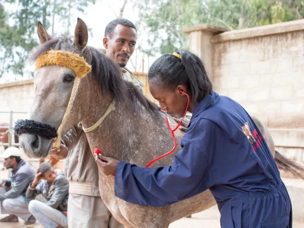 SPANA Vet examining a grey horse