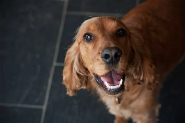 Brown dog looking at camera