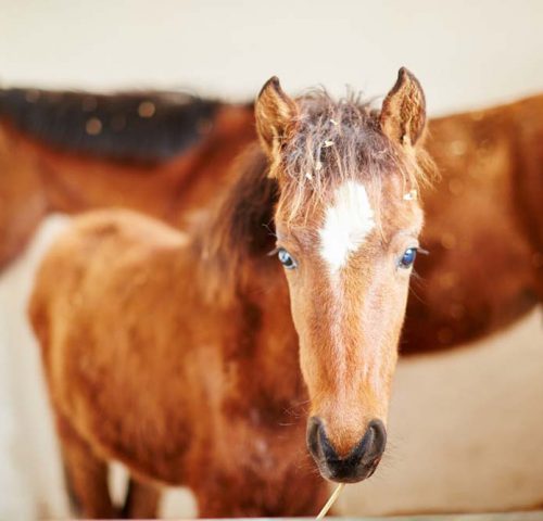 Brown foal in stable Morocco