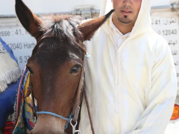 Brown mule with owner