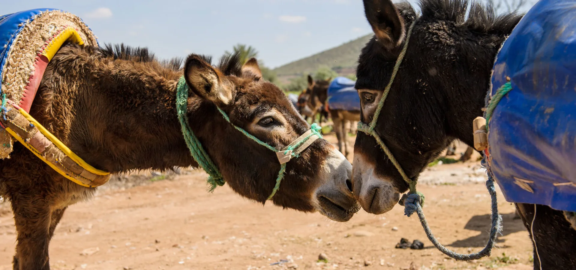 Two donkeys sniffing each other