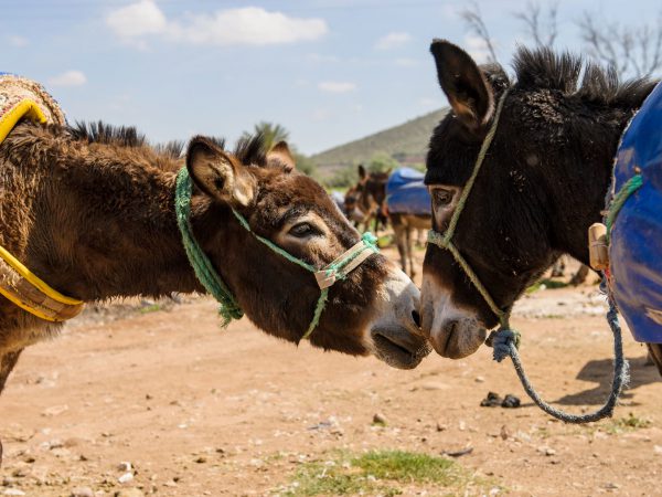 Two donkeys sniffing each other