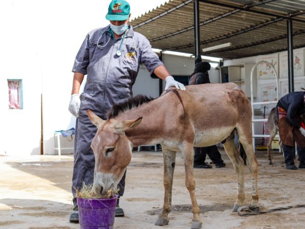 Working donkey eating next to a SPANA vet