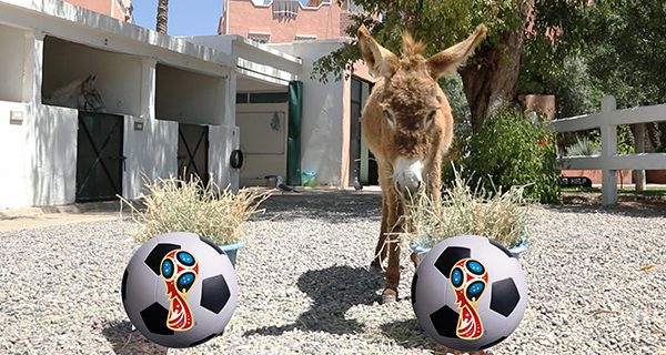 Donkey-of-Destiny-World-Cup