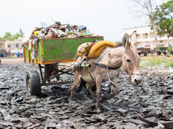 Donkey pulling cart with garbage
