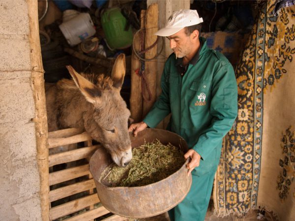Feeding Morocco donkey