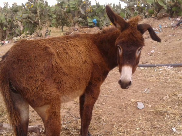 A brown donkey standing