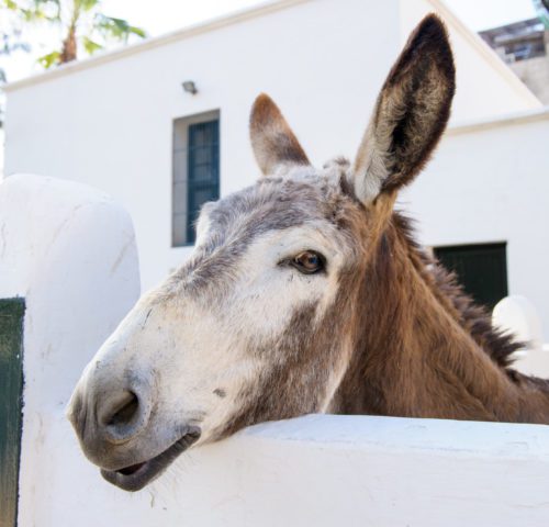 Face of a happy working donkey standing in a white stables