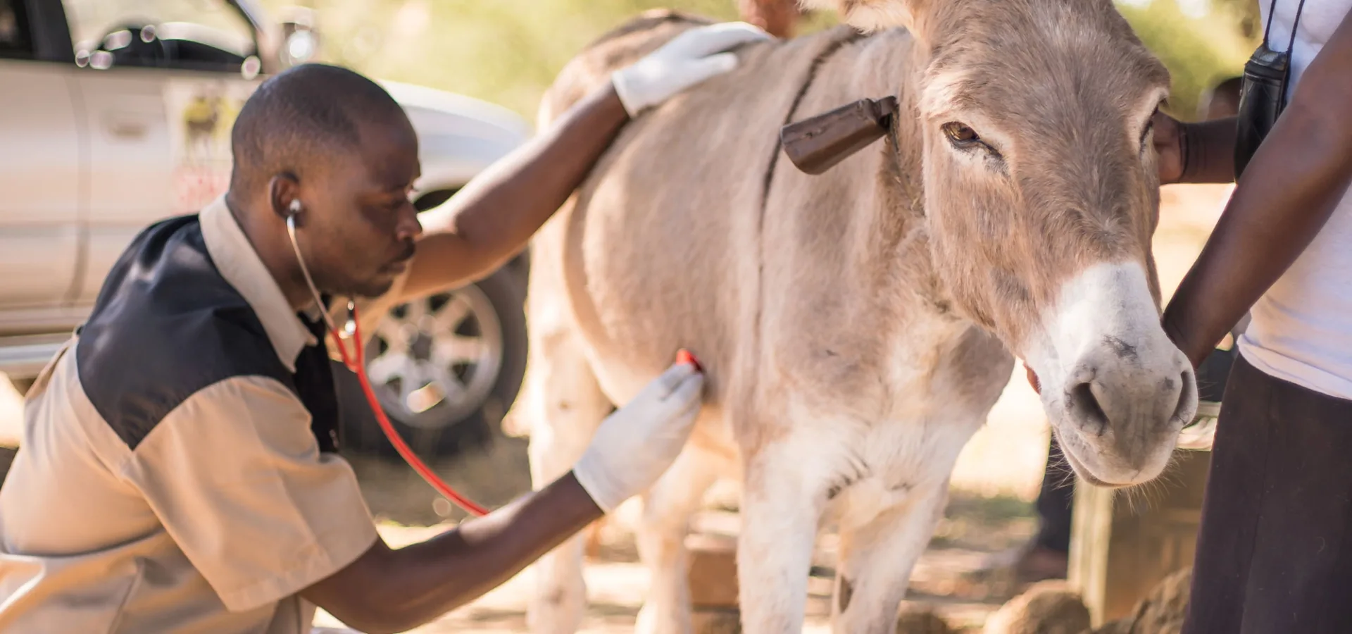Vet treating donkey